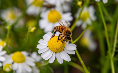 Comitta, Howard Announce Pollinator Habitat Corridor in West Goshen